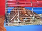 Zvířátkový den ve školce